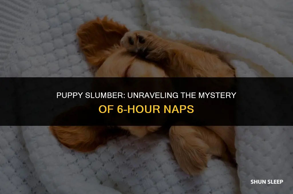can a puppy sleep for 6 hours