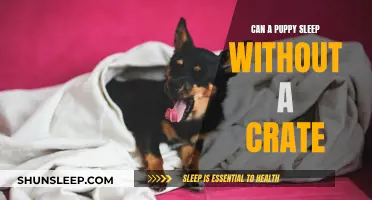 How to Help Your Puppy Sleep Without a Crate