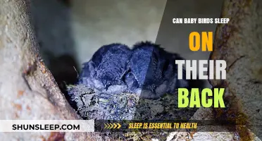 Do Baby Birds Sleep on Their Back? Exploring Avian Resting Habits
