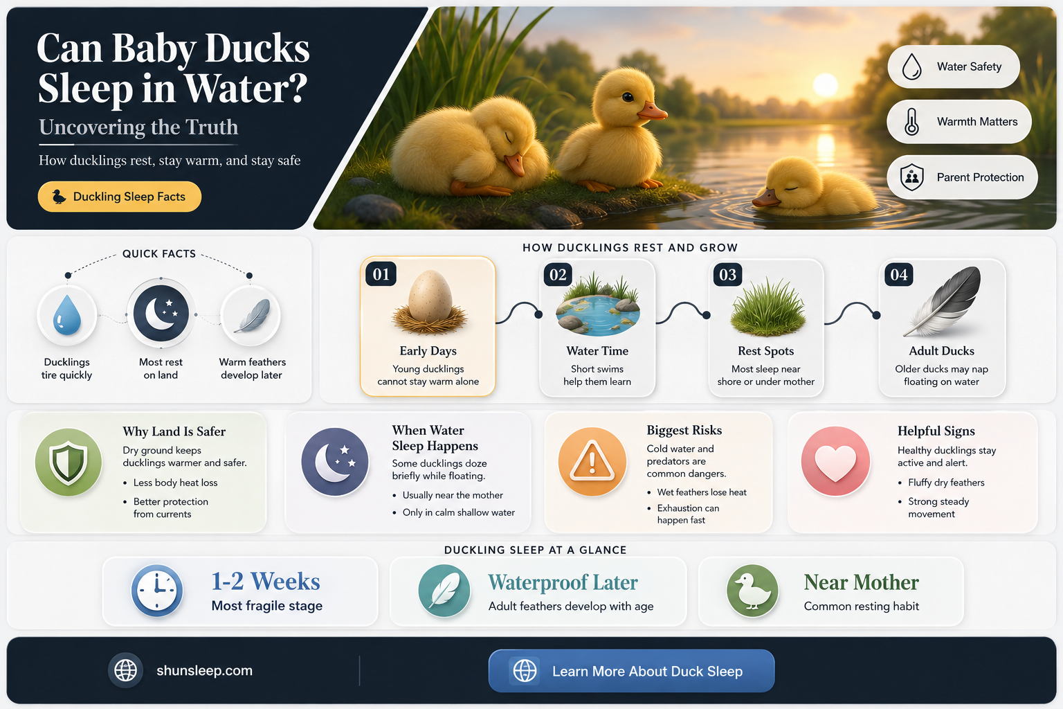 can baby ducks sleep in water