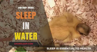 Can Baby Ducks Sleep in Water? Uncovering the Truth