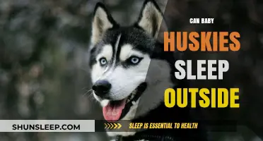 Can Baby Huskies Sleep Outside? Safety Tips for Your Pup