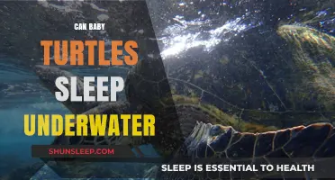 Do Baby Turtles Sleep Underwater? Unveiling Their Aquatic Resting Habits