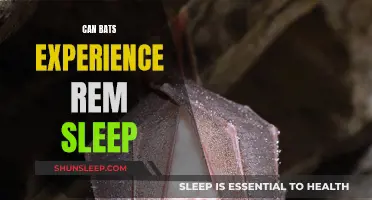 Do Bats Experience REM Sleep?