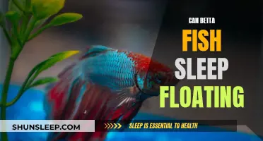 Do Betta Fish Sleep Floating? Understanding Their Sleep Habits