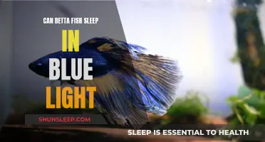 Betta Fish and Blue Light: A Good Night's Sleep?