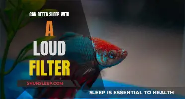 Betta and Noise: Filter Sounds Affect Sleep