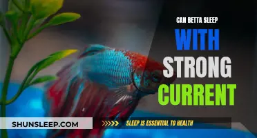 Betta and Strong Current: A Good Night's Sleep?