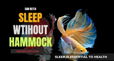Betta Sleep: Hammocks, a Necessity or Luxury?