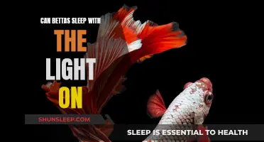 Betta Fish: Lights Out or Not?