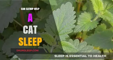 Can Catnip Help Your Cat Sleep? Exploring Its Benefits and Uses