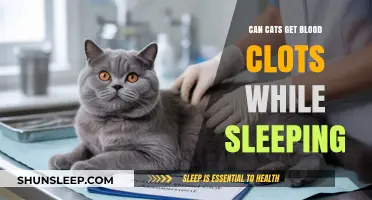 Can Cats Develop Blood Clots During Sleep? Risks and Prevention Tips