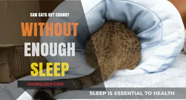Sleep-Deprived Cats: Unraveling the Link Between Naps and Mood Swings