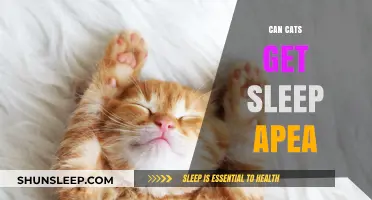 Can Cats Develop Sleep Apnea? Understanding Feline Sleep Disorders