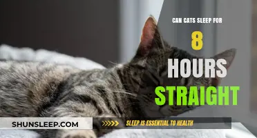 Feline Slumber: Can Cats Really Sleep for 8 Hours Straight?