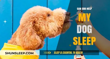CBD for Dogs: Enhancing Sleep Quality and Relaxation Naturally