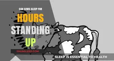 Do Cows Really Sleep Standing Up? Unraveling the Mystery