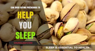 Pistachios for Dogs: A Sleep Aid or Health Risk?