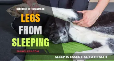 Can Dogs Experience Leg Cramps from Sleeping? Unraveling the Mystery