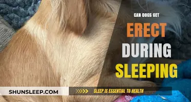 Do Dogs Experience Nocturnal Erections? Understanding Canine Sleep Physiology
