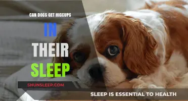 Do Dogs Get Hiccups While Sleeping? Understanding Canine Rest Patterns
