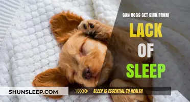 Can Dogs Get Sick from Lack of Sleep? Exploring the Risks