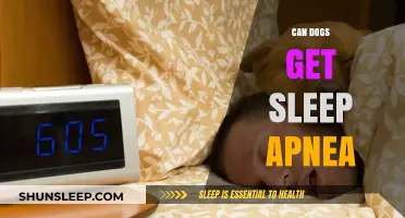 Can Dogs Suffer from Sleep Apnea? Understanding Canine Sleep Disorders