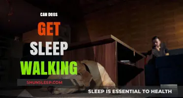 Do Dogs Sleepwalk? Exploring Canine Nocturnal Behaviors and Movements