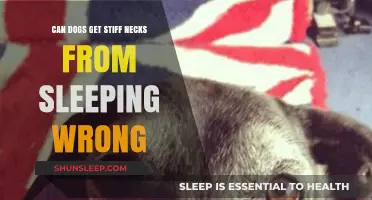 Can Dogs Get Stiff Necks from Sleeping Wrong? Find Out!