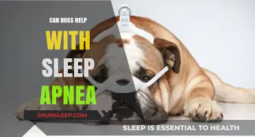 Can Dogs Aid Sleep Apnea Sufferers? Exploring the Canine Connection