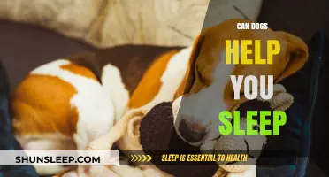 Can Dogs Improve Sleep Quality? Exploring the Canine-Sleep Connection