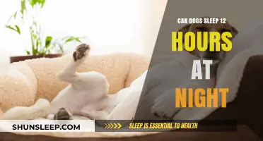 Can Dogs Sleep 12 Hours at Night? Understanding Canine Rest Patterns