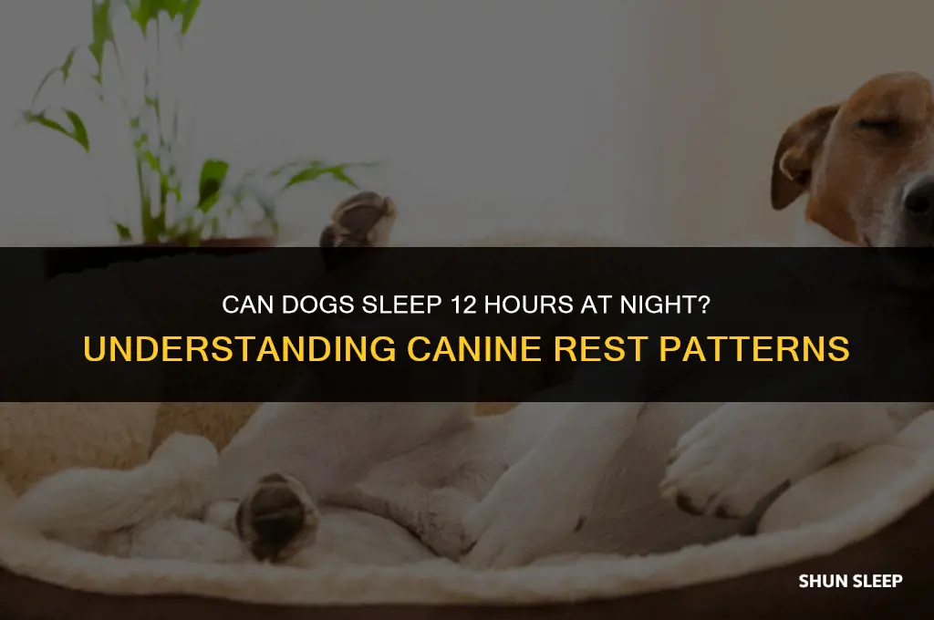 can dogs sleep 12 hours at night