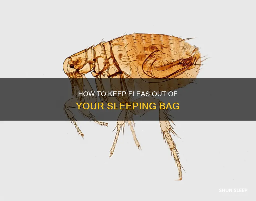 can fleas live in my sleeping bag