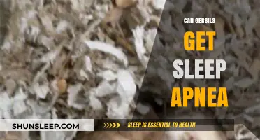 Can Gerbils Suffer from Sleep Apnea? Exploring Rodent Sleep Disorders