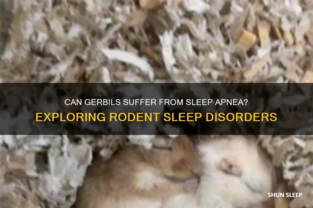 can gerbils get sleep apnea