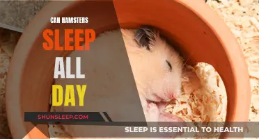 Hamsters' Sleep Patterns: All-Day Napping Explained