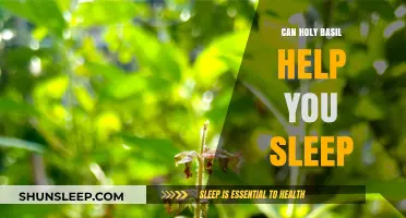 Holy Basil for Sleep: Natural Remedy or Myth?