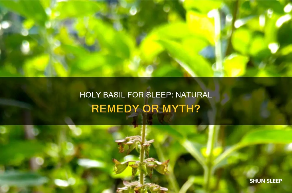 can holy basil help you sleep