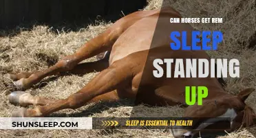Do Horses Dream Standing? Exploring REM Sleep in Equines
