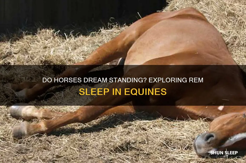 can horses get rem sleep standing up
