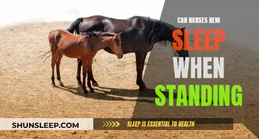 Do Horses Dream? The Mystery of REM Sleep