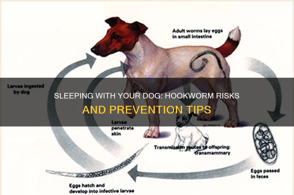can i get hookworms by sleeping with my dog
