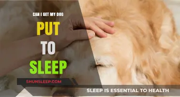 Euthanizing Your Dog: When and How to Make the Difficult Decision