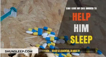 Is Ambien Safe for Dogs? A Guide to Canine Sleep Aids