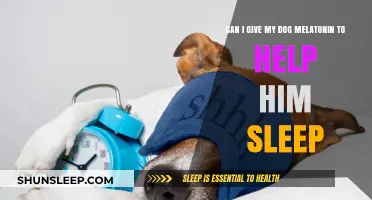 Can Dogs Take Melatonin for Sleep? A Pet Owner's Guide