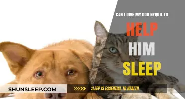 Is Nyquil Safe for Dogs? Sleep Aid Risks Explained