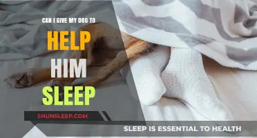 Helping Your Dog Sleep: Safe Remedies for Better Rest