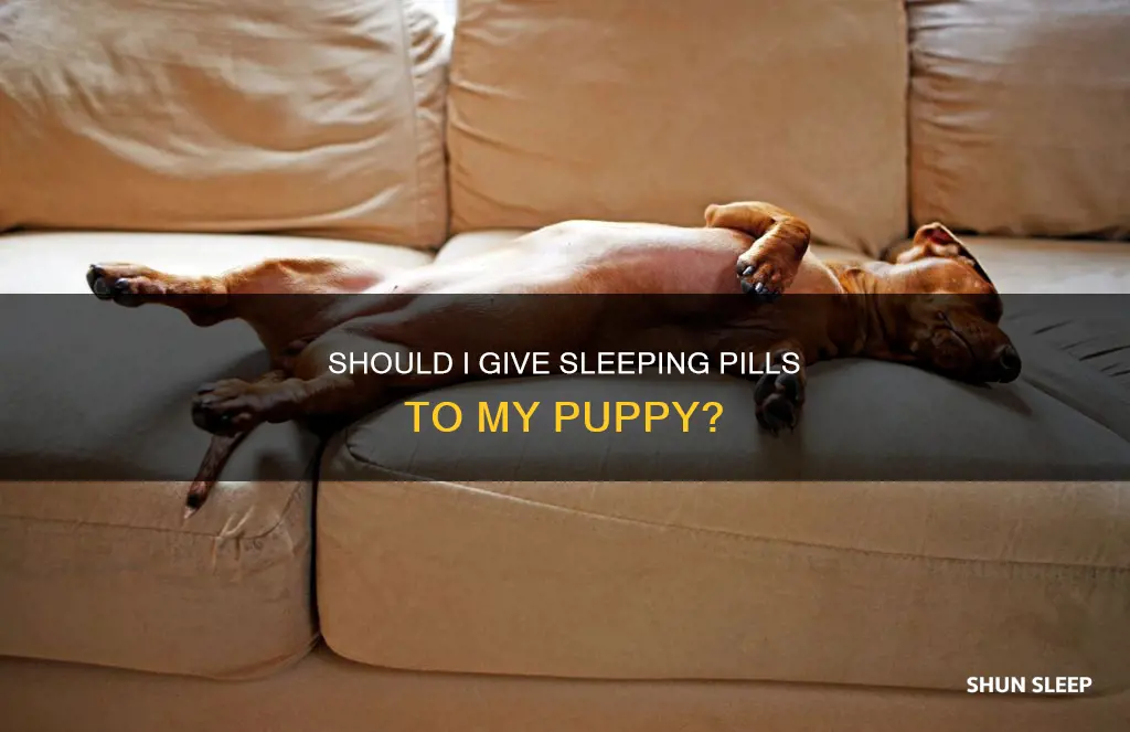 can i give my puppy sleeping pills