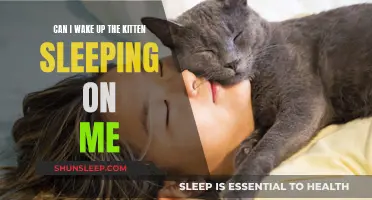 Gentle Awakening: How to Wake Up a Kitten Without Startling It